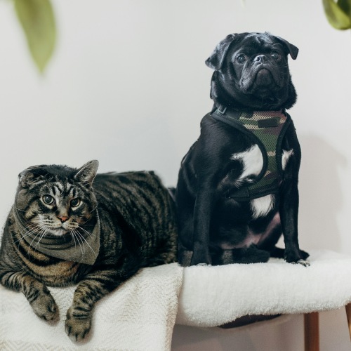 Pet Policy Image