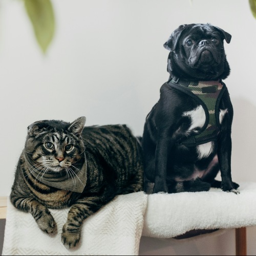 Pet Policy Image